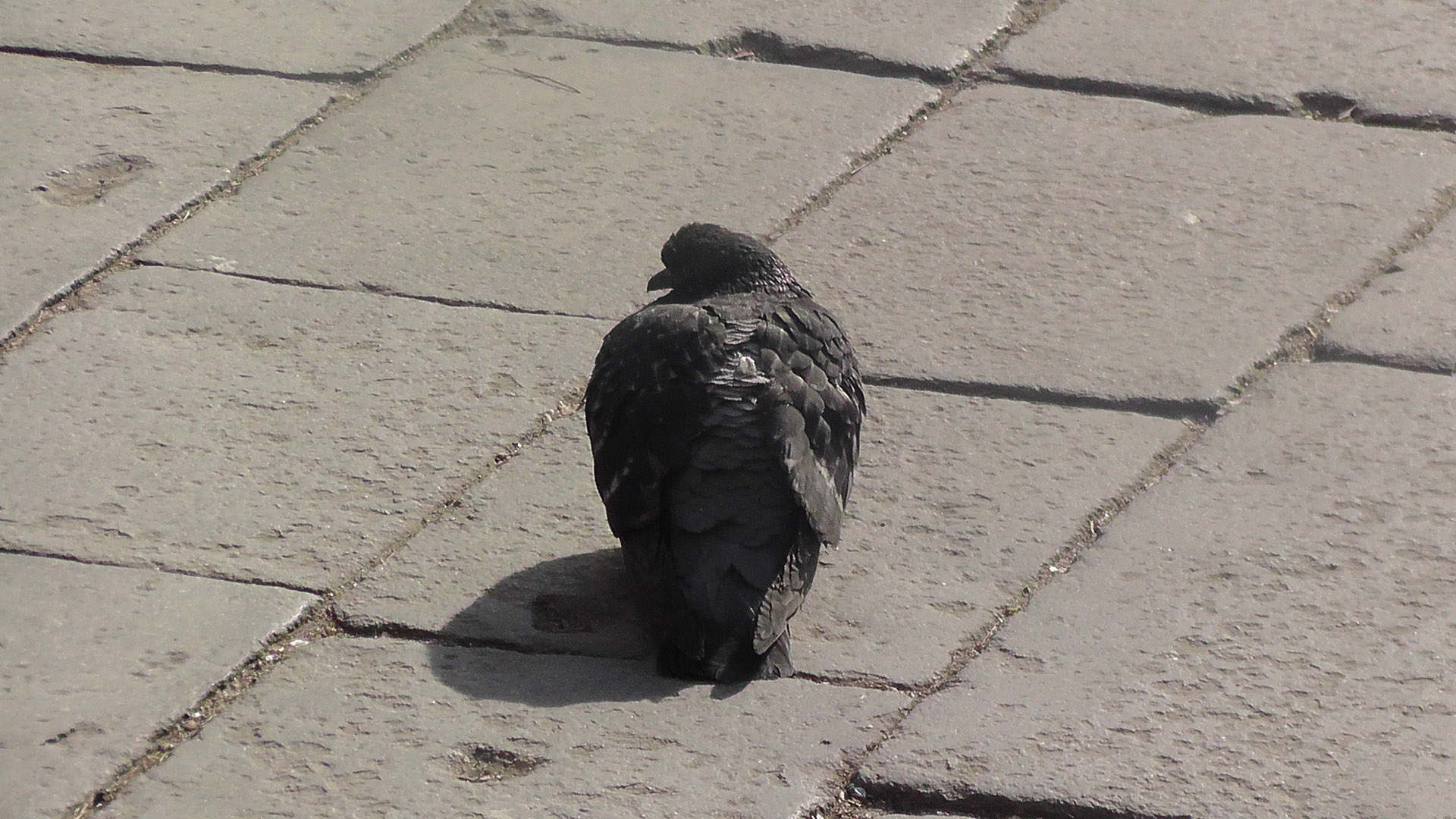 Pigeon