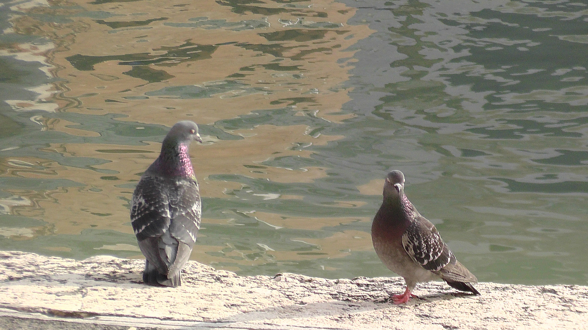 Leadership Coaching Program - Pigeons